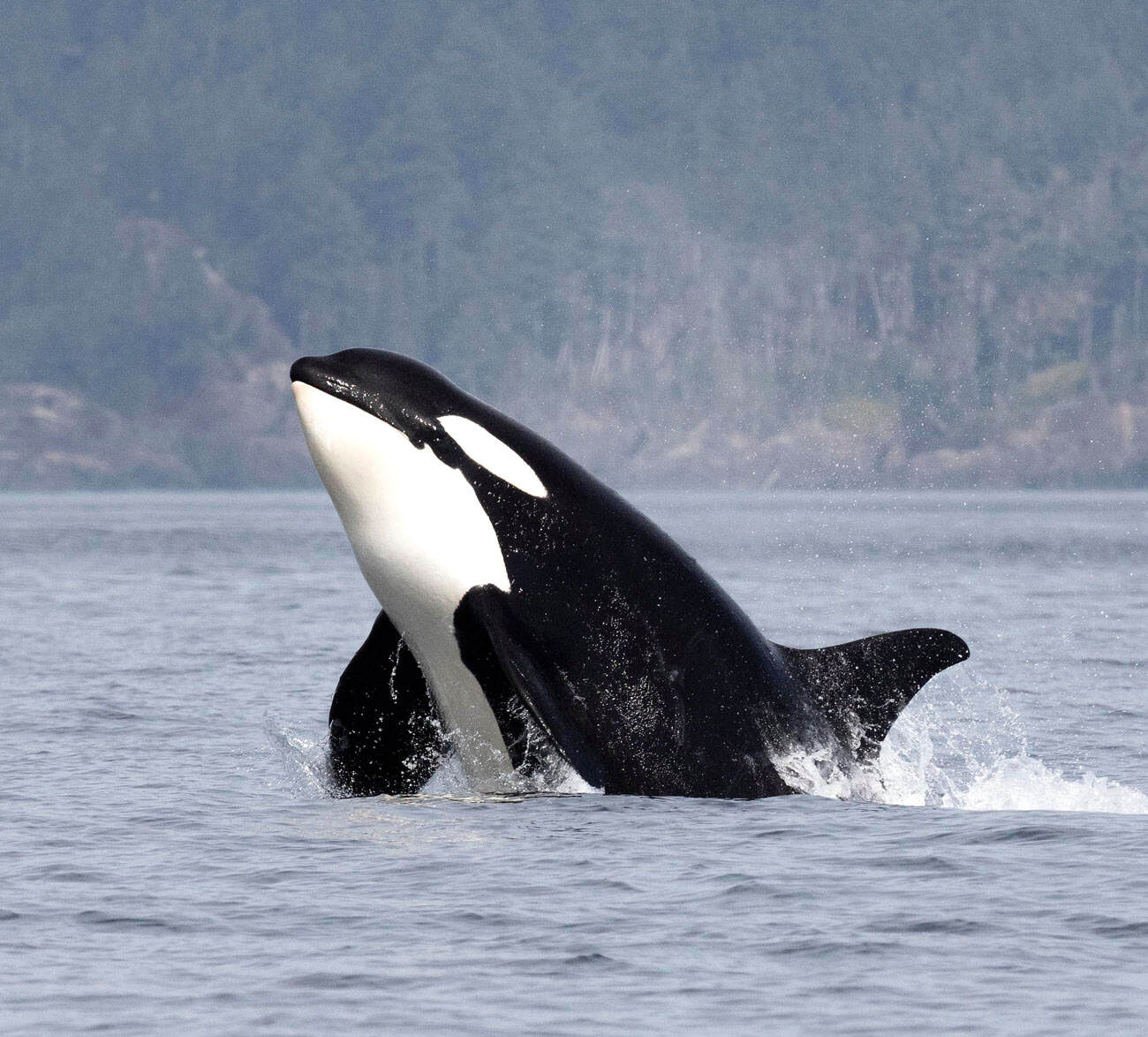 A killer whale breaches off the coast in Victoria, BC