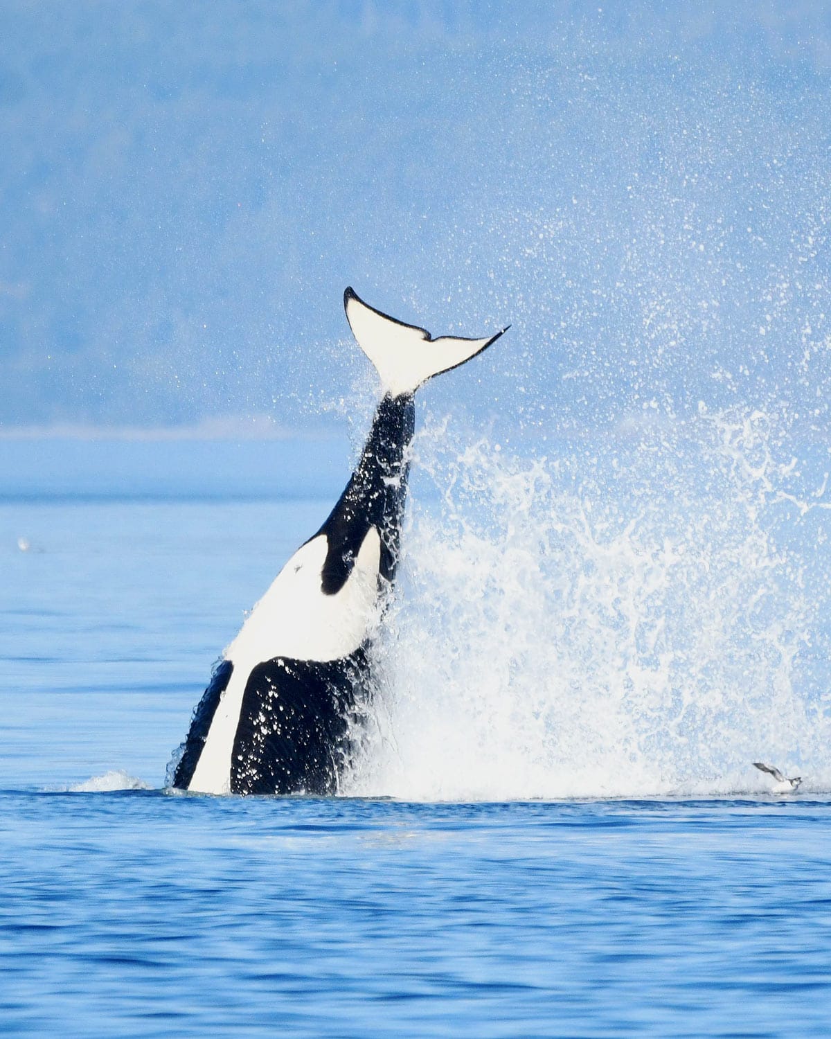 Black and white orca tail