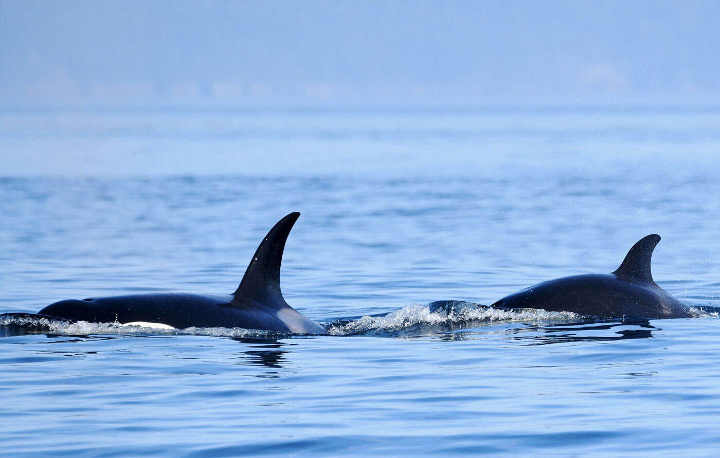 Orcas swimming off the coast of Victoria, BC