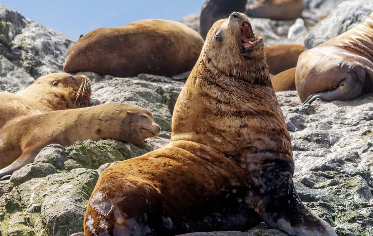 Sea lions on Race Rocks