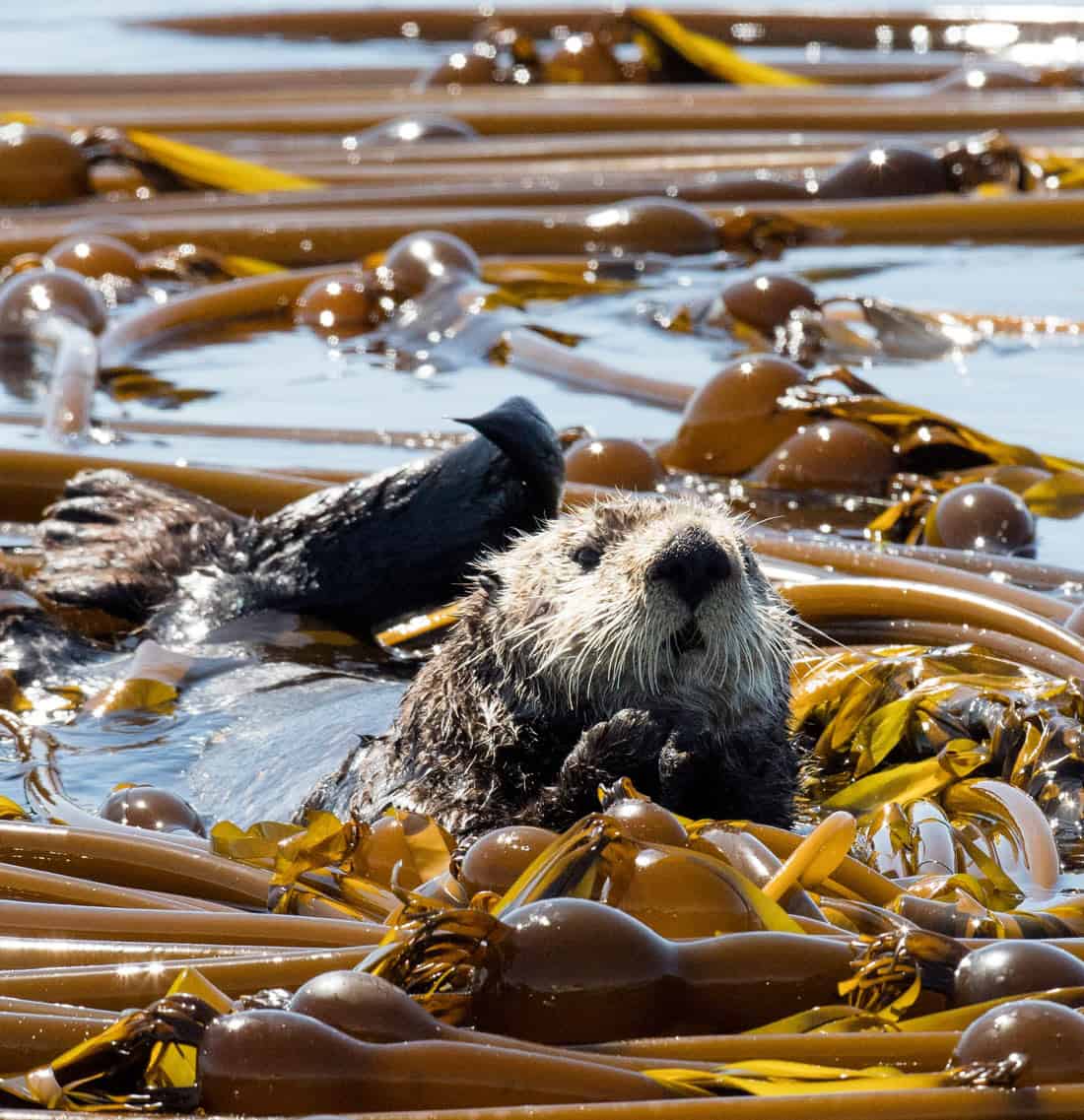 Sea otter among a kelp bed