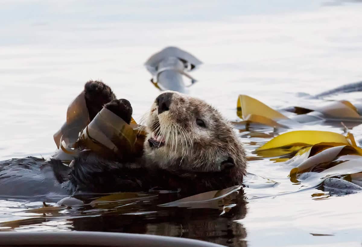 A sea otter wrapped in kelp as an anchor