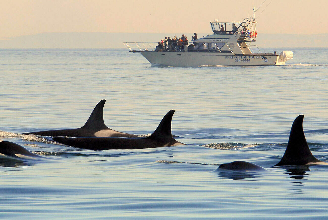 Coastal cruiser for whale watching