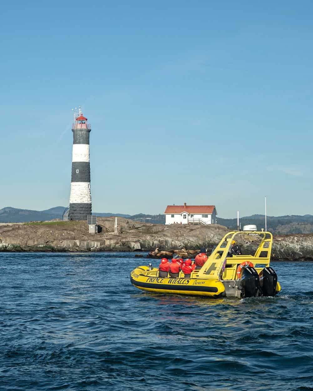 Yellow Zodiac at Race Rocks