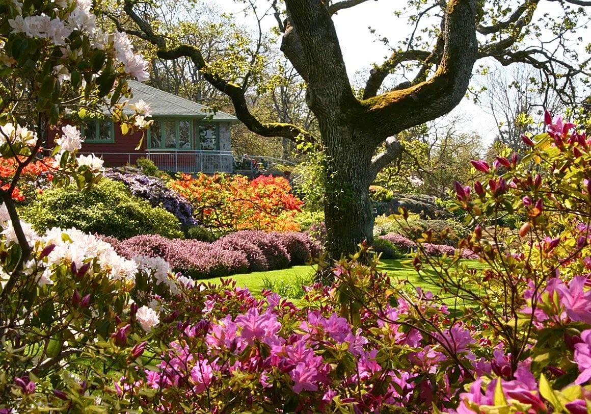 Purple and orange rhodos blooming in Abkhazi Garden