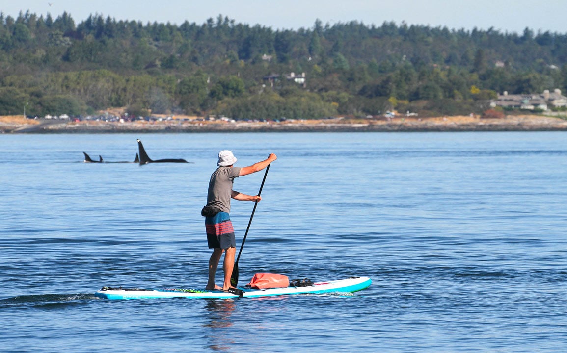 Mad paddleboards with orcas in Victoria
