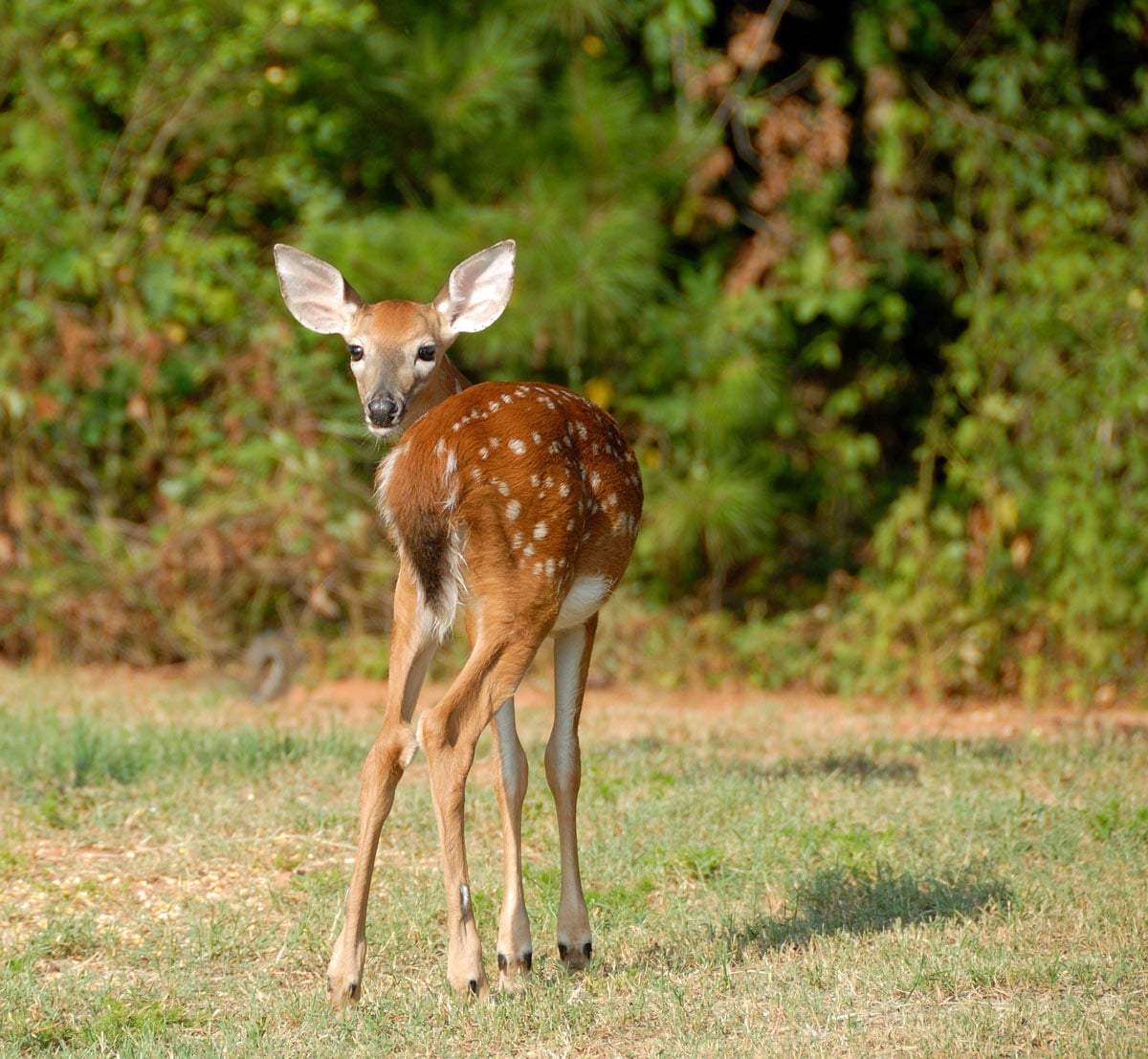 Fawn in Victoria