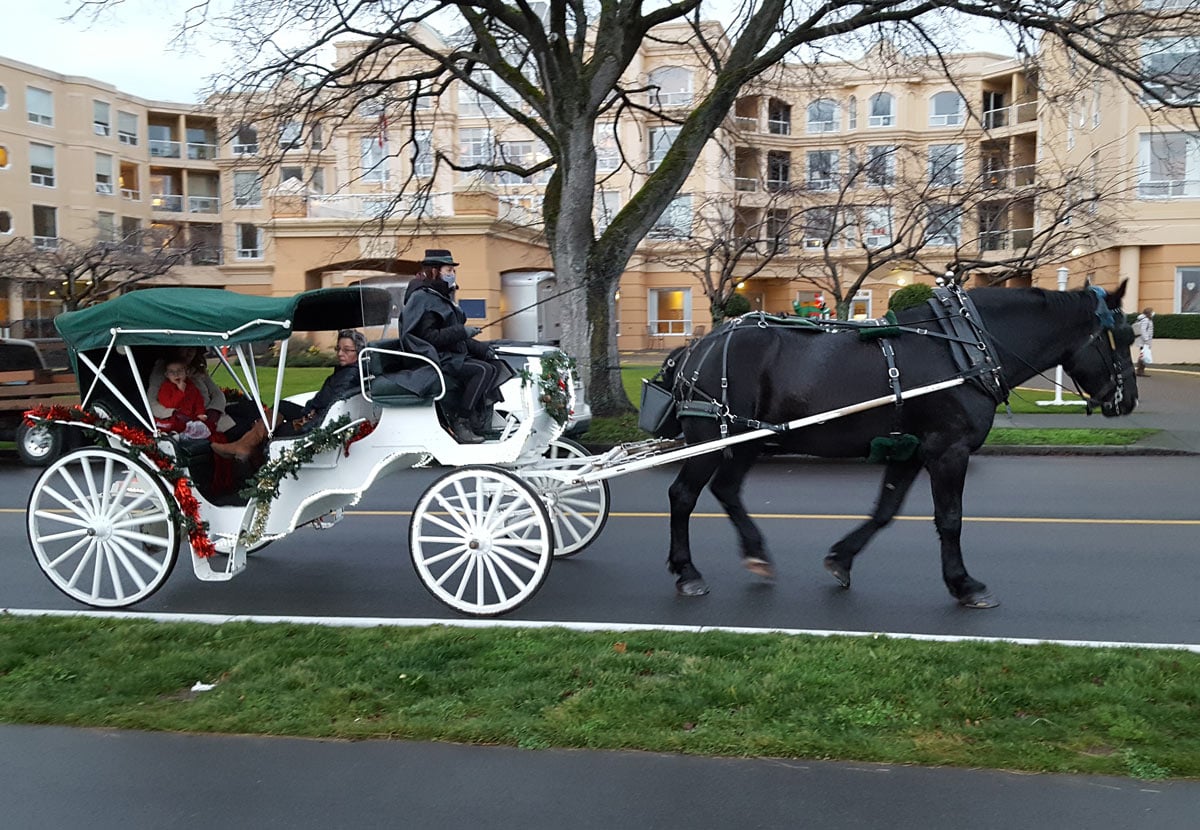Black horse pulling white carriage in Victoria, BC