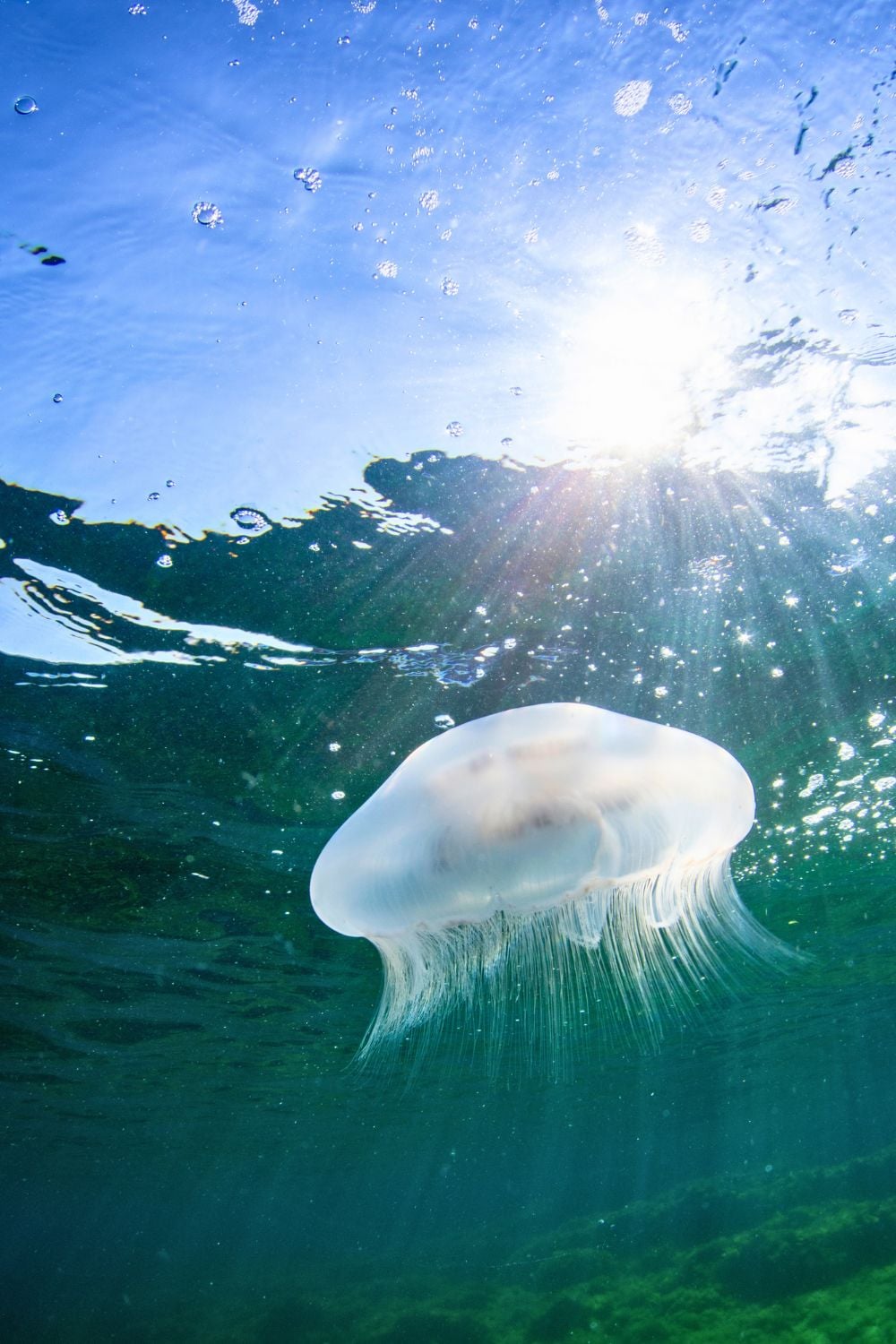 Moon jelly in Tod Inlet