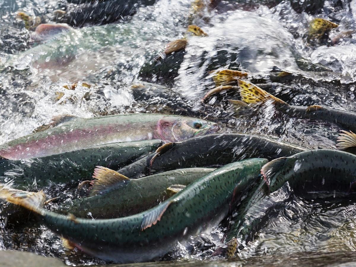 Spawning salmon