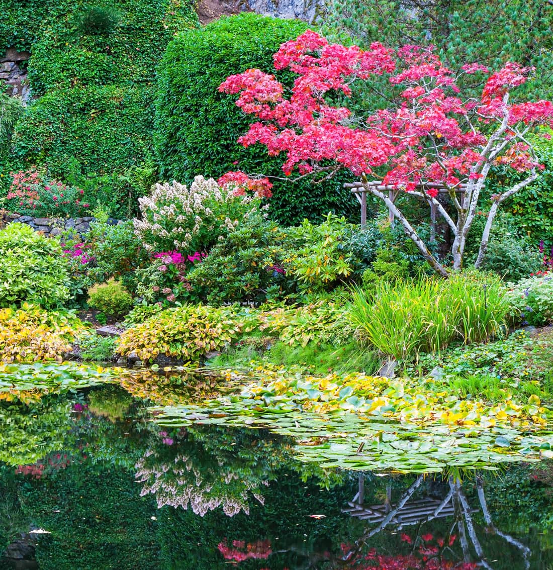 Pink, yellow and green colors of flowering bushes