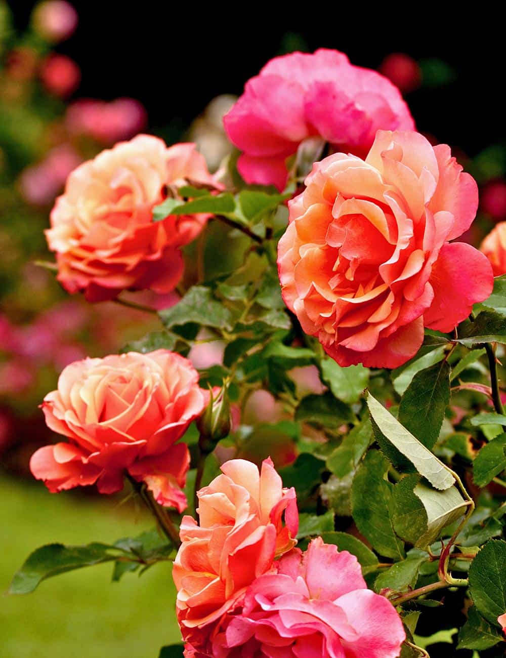 Pink roses at Butchart Gardens
