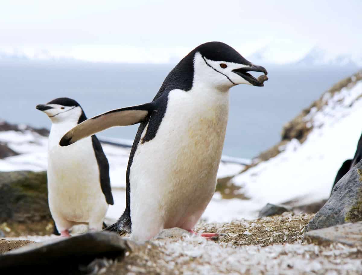 Chinstrap penguin building a nest in Antarctica