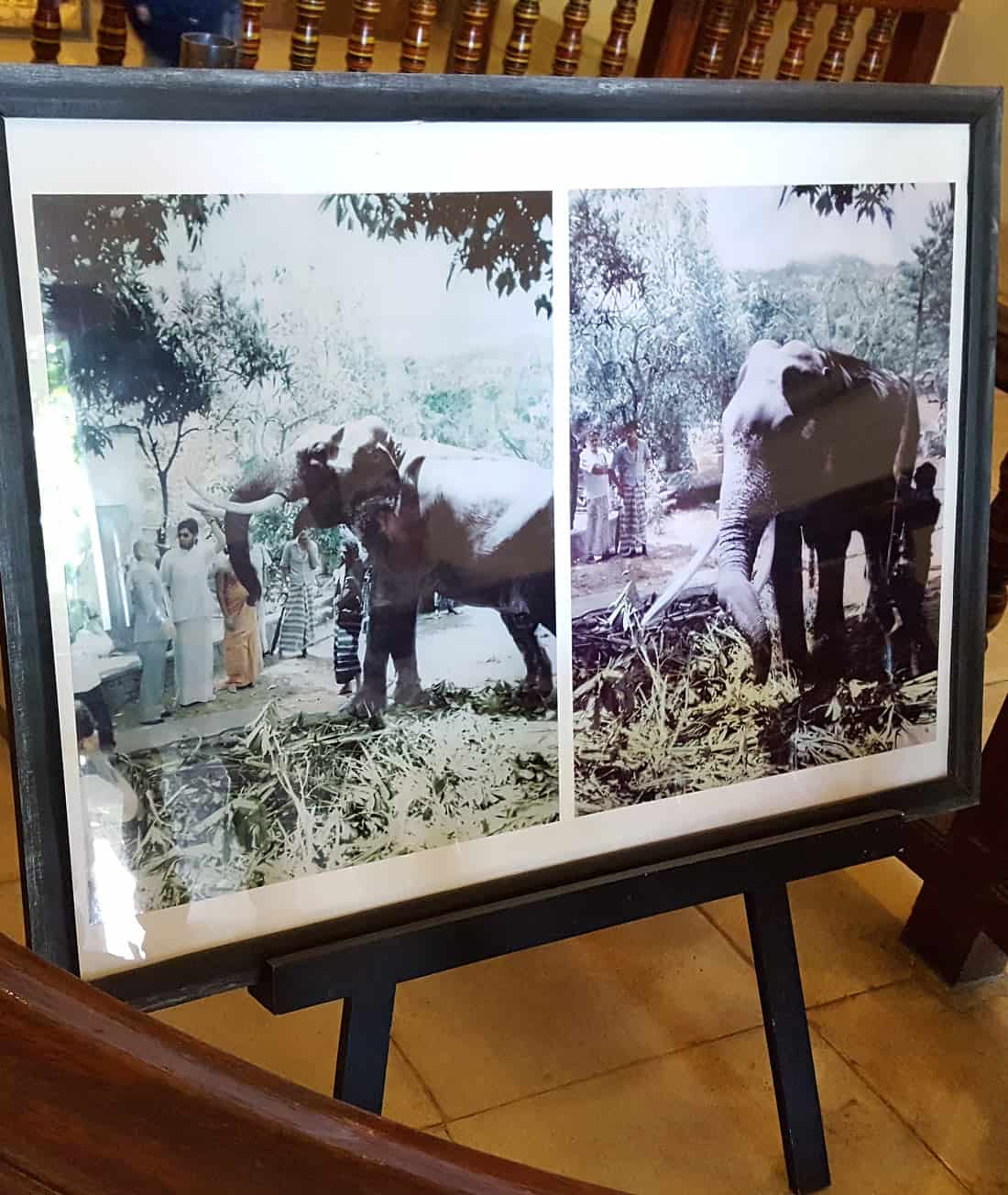 Two black-and-white vintage photos of Raja the elephant, displayed in the Raja museum at Kandy's Temple of the Tooth