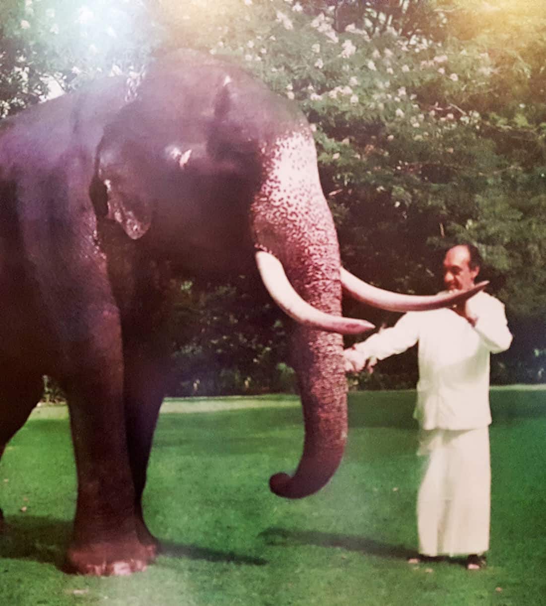 Vintage color photograph of Raja, a large tusked elephant, standing on a green lawn beside an admiring man,  dressed in white.